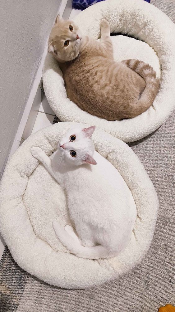 🐾 5 Ways to Make Your Home More Pet-Friendly (Without Sacrificing Style)
