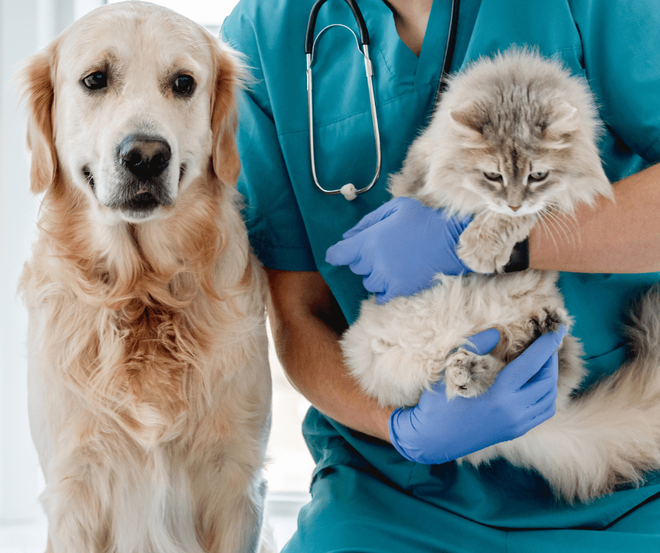 Healthy Living Collection - mapleleafpet