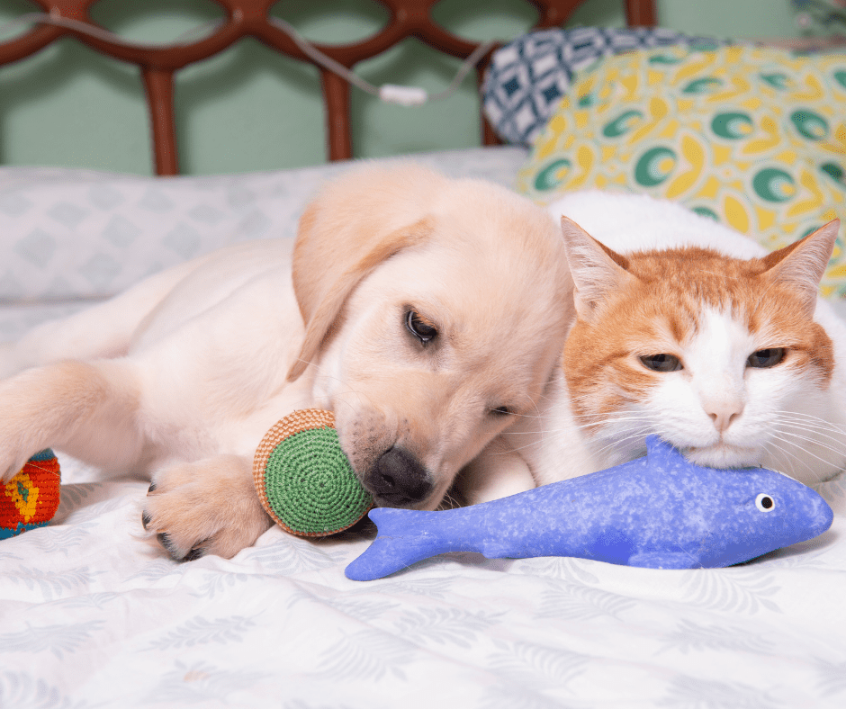 Play & Comfort Collection - mapleleafpet