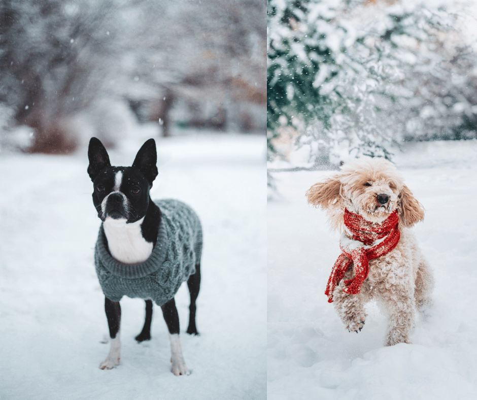 Seasonal Highlights - mapleleafpet