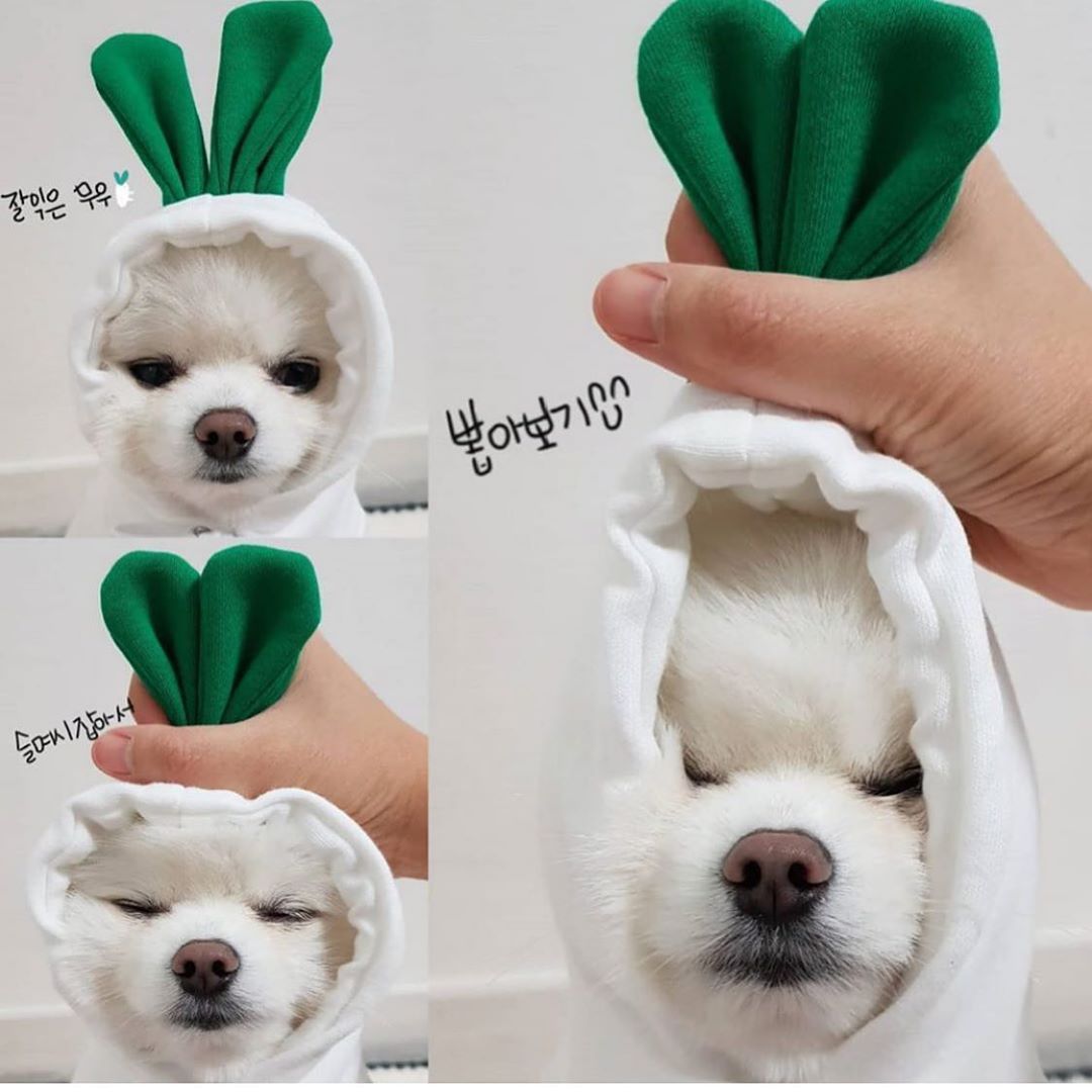 Cute Fruit Dog Hoodie – Winter Warm Fleece Outfit for Small Dogs & Cats, Frenchie & Chihuahua Coat CLS