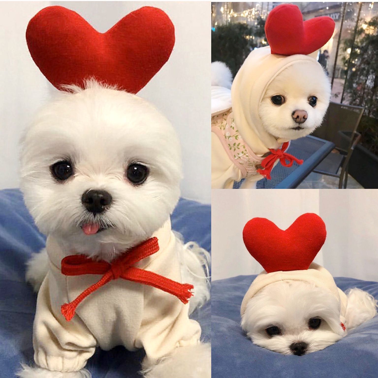 Cute Fruit Dog Hoodie – Winter Warm Fleece Outfit for Small Dogs & Cats, Frenchie & Chihuahua Coat CLS