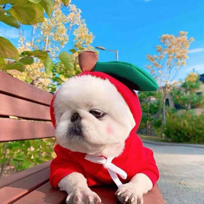 Cute Fruit Dog Hoodie – Winter Warm Fleece Outfit for Small Dogs & Cats, Frenchie & Chihuahua Coat CLS