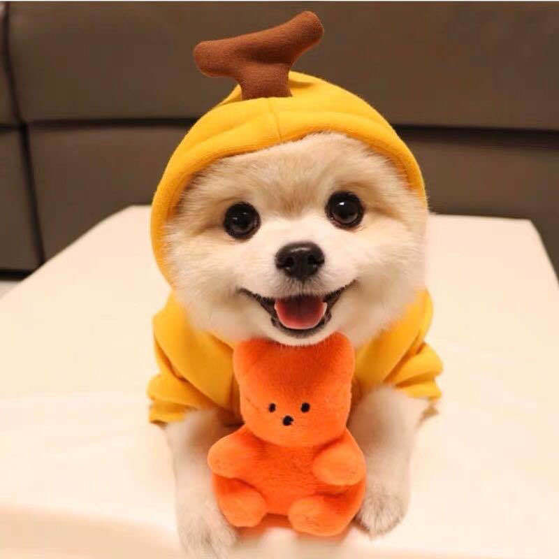 Cute Fruit Dog Hoodie – Winter Warm Fleece Outfit for Small Dogs & Cats, Frenchie & Chihuahua Coat CLS