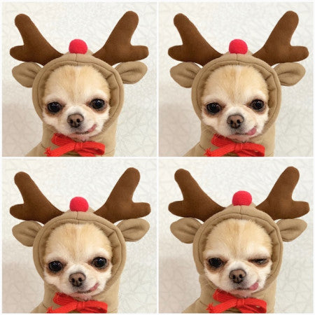 Cute Fruit Dog Hoodie – Winter Warm Fleece Outfit for Small Dogs & Cats, Frenchie & Chihuahua Coat CLS