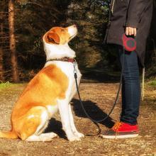 Automatic Telescopic Pet Leash – Retractable Traction Rope for Dogs & Cats COL4