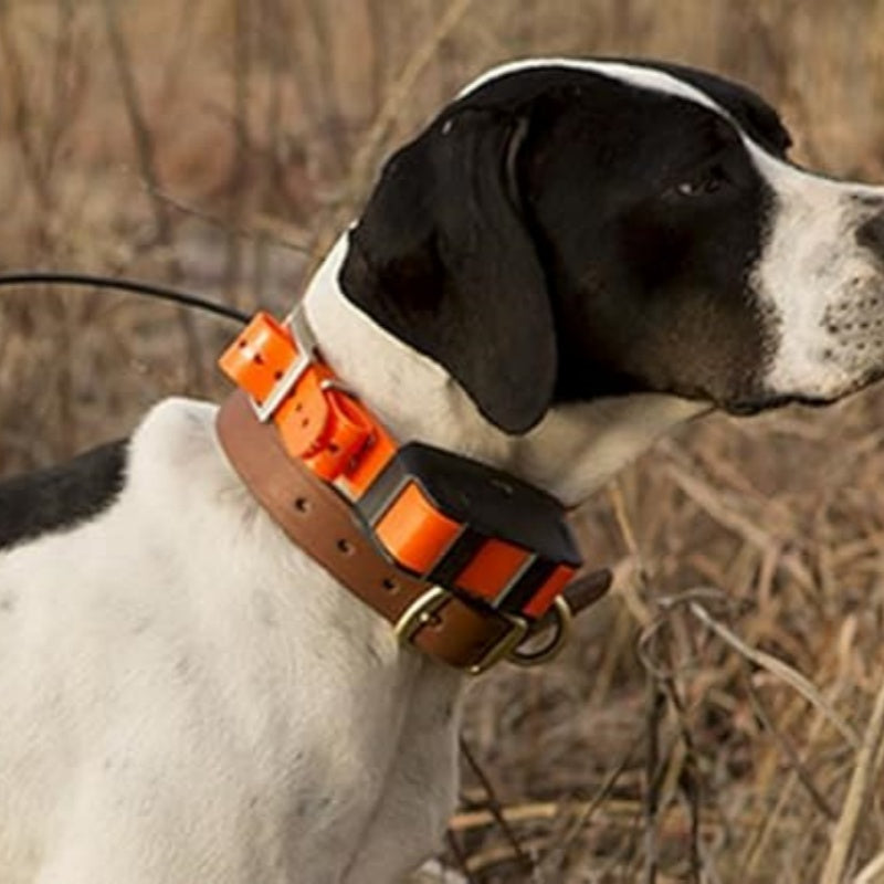 Adjustable Dog Training Collar – Pet Obedience Training Equipment for Small, Medium & Large Dogs