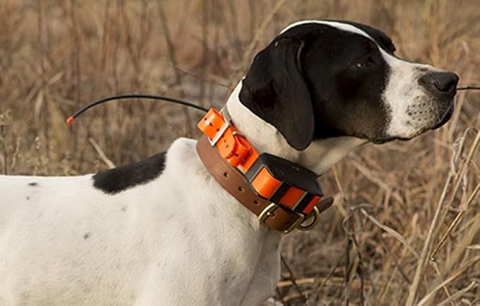 Adjustable Dog Training Collar – Pet Obedience Training Equipment for Small, Medium & Large Dogs