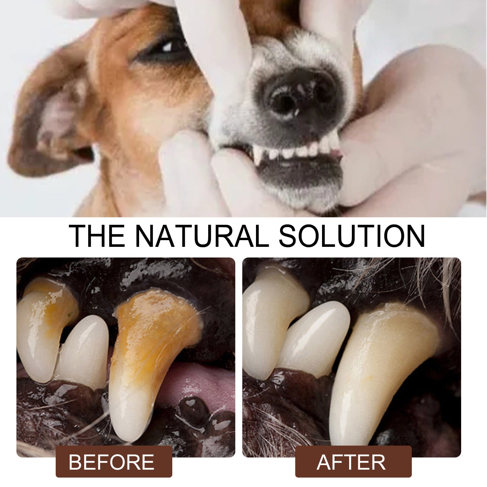 Pet Tooth Cleaning Spray – Fresh Breath & Dental Care for Dogs and Cats care 23